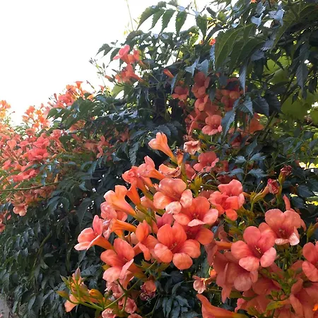 게스트하우스 Mir Međugorje