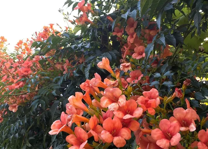 Guest house Mir Medjugorje